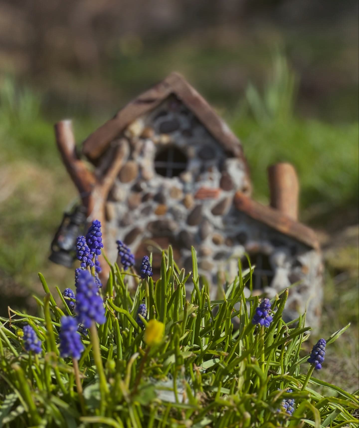 Fuglehus bak blå perleblomster om våren